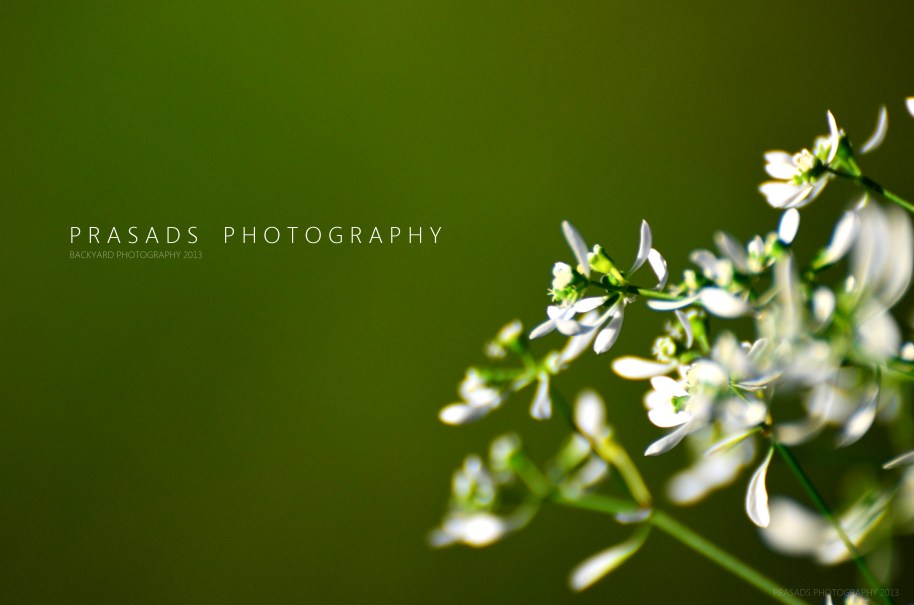 BackyardPhotography_Green1-b