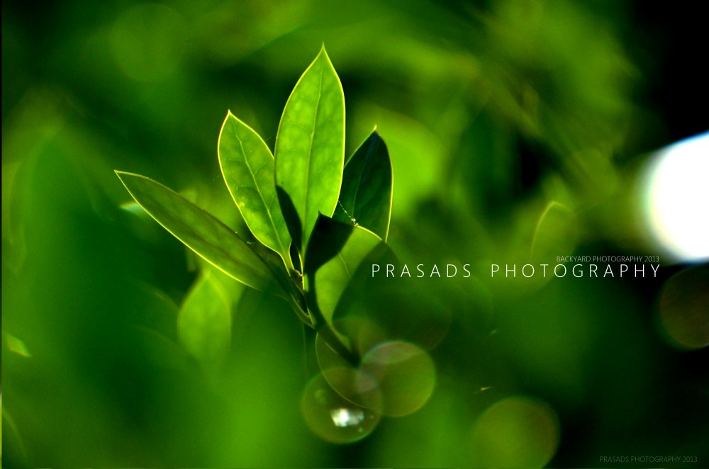 BackyardPhotography_Green10