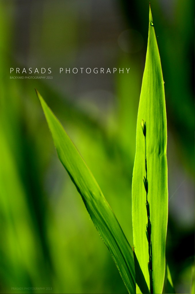 BackyardPhotography_Green11