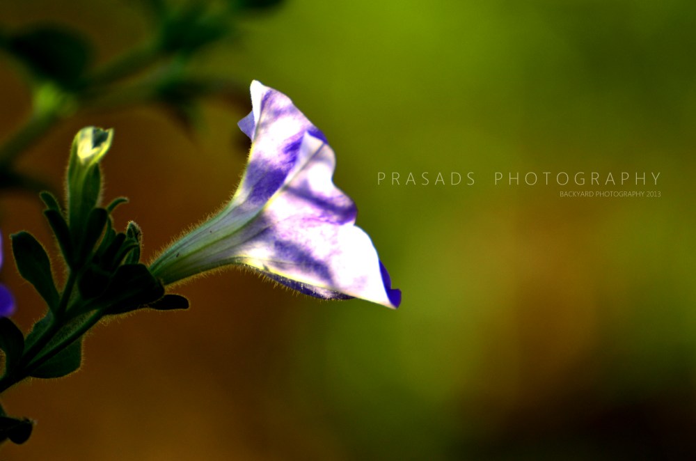 BackyardPhotography_Green2