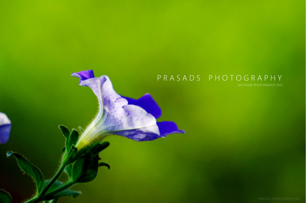 BackyardPhotography_Green3-A