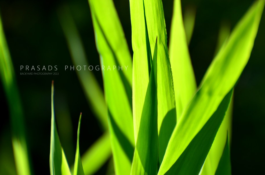 BackyardPhotography_Green4