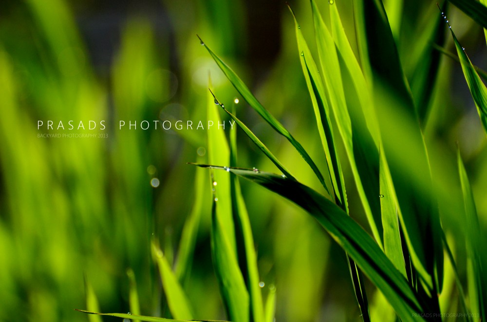 BackyardPhotography_Green5