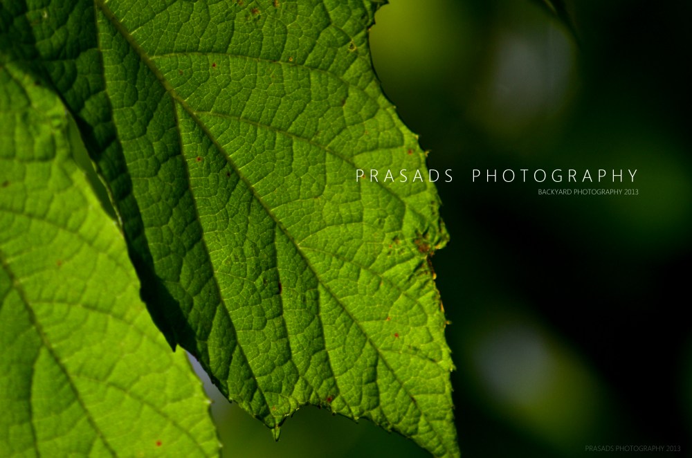 BackyardPhotography_Green6