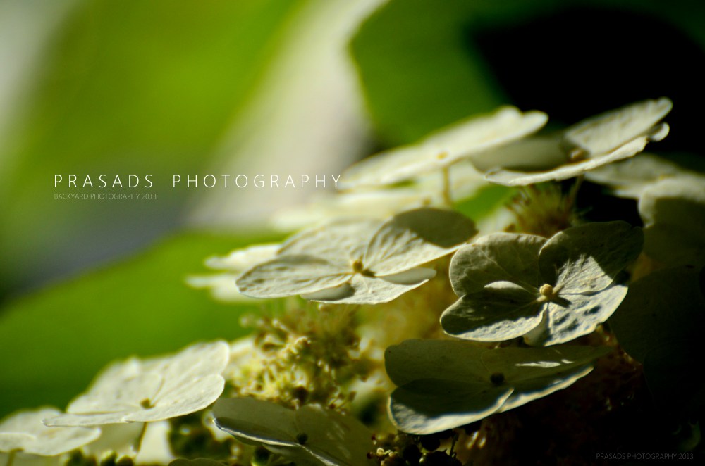 BackyardPhotography_Green7-A
