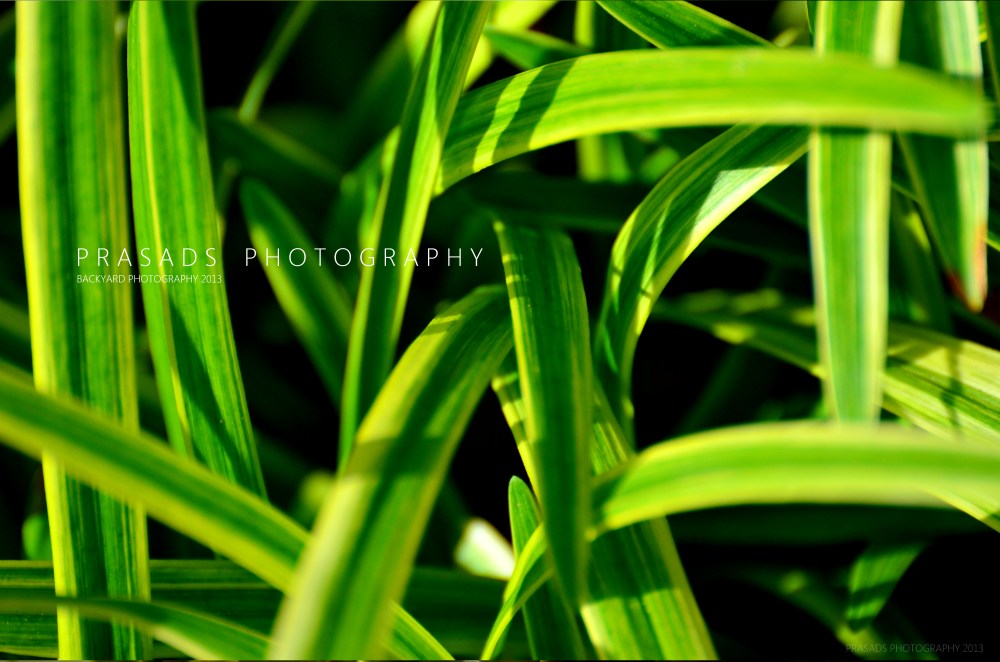 BackyardPhotography_Green8